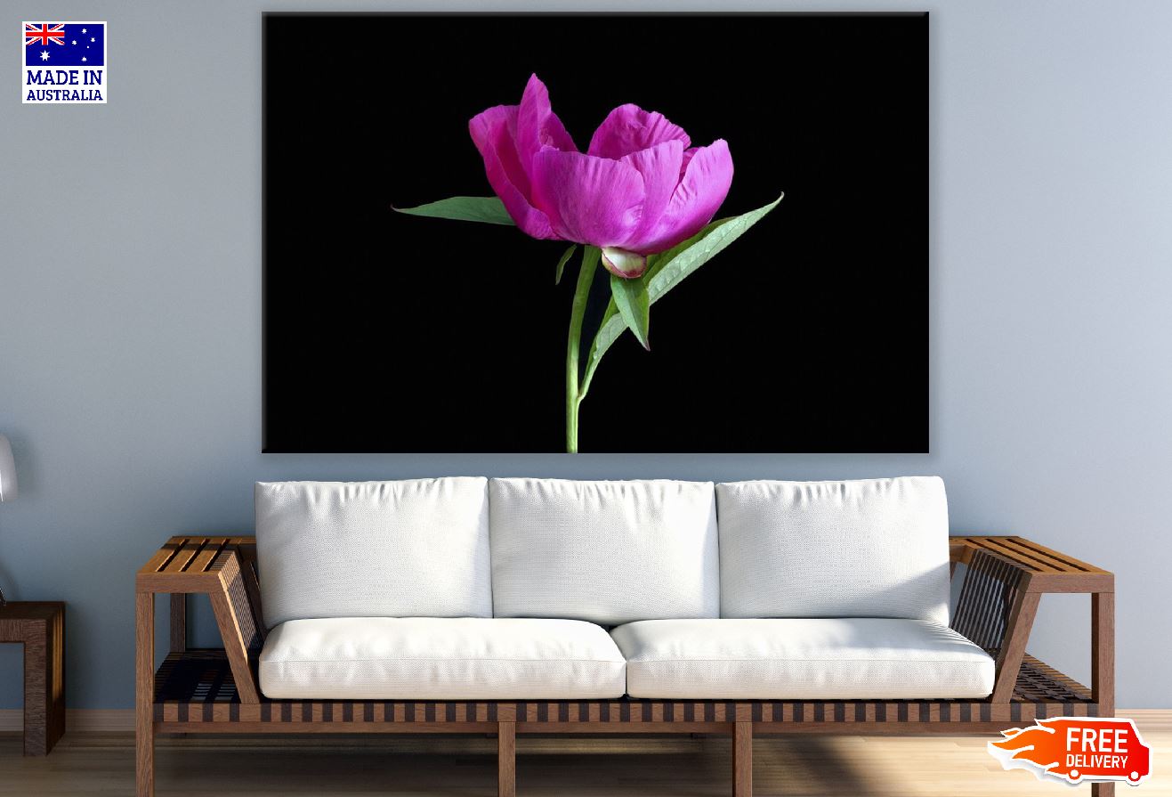 Pink Peony Flower with Leaves Closeup Photograph Print 100% Australian Made