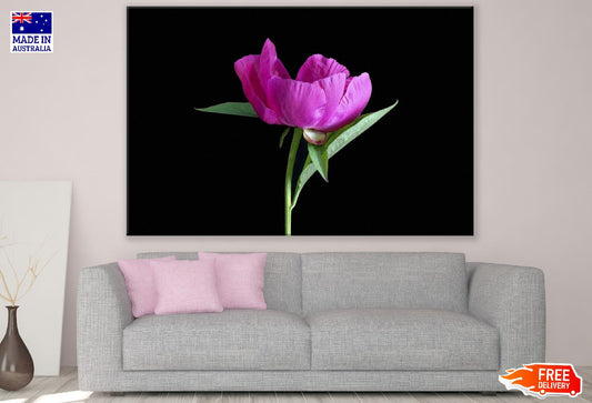 Pink Peony Flower with Leaves Closeup Photograph Print 100% Australian Made
