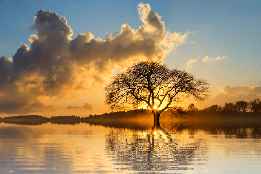 Lone Tree In Lake Sunset Photograph Print 100% Australian Made