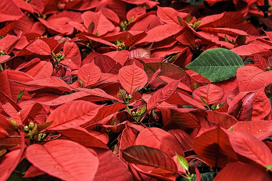 Red Poinsettia Flowers Closeup Photograph Print 100% Australian Made