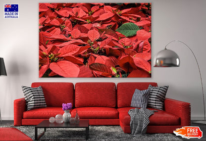 Red Poinsettia Flowers Closeup Photograph Print 100% Australian Made