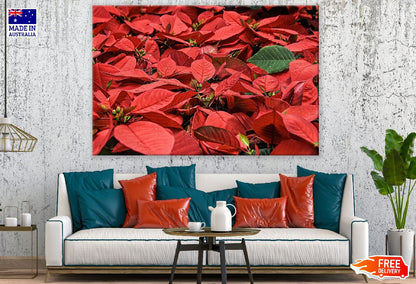 Red Poinsettia Flowers Closeup Photograph Print 100% Australian Made