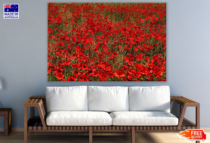 Poppies Fields in Germany Photograph Print 100% Australian Made