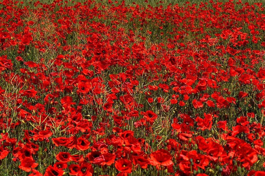 Poppies Fields in Germany Photograph Print 100% Australian Made