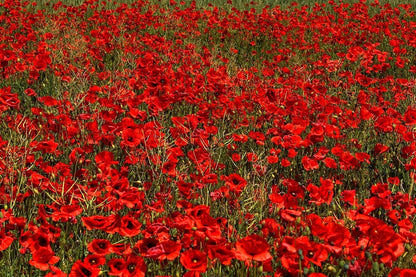 Poppies Fields in Germany Photograph Print 100% Australian Made