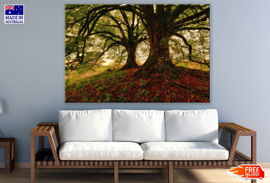 Autumn Trees on a Hill Photograph Print 100% Australian Made