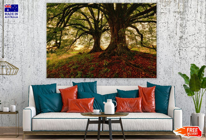 Autumn Trees on a Hill Photograph Print 100% Australian Made