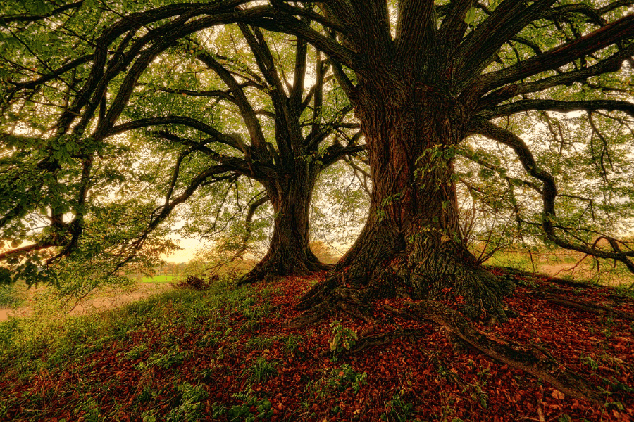 Autumn Trees on a Hill Photograph Print 100% Australian Made