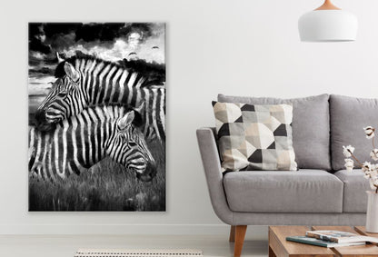 Zebra Couple Love B&W Print 100% Australian Made