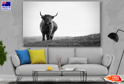 Highland Cow Standing B&W Photograph Print 100% Australian Made