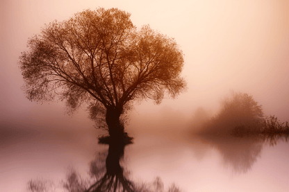 Tree Lake Sunset Photograph Print 100% Australian Made