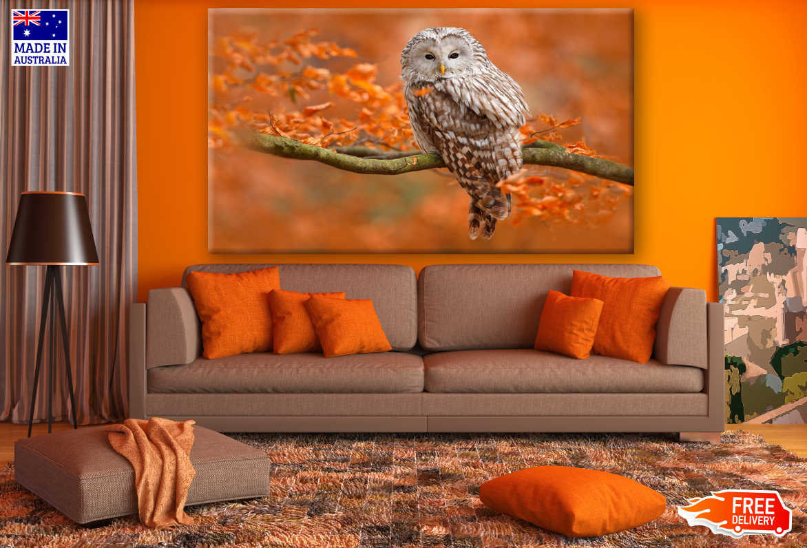 Owl Sitting On an Autumn Tree Branch Photograph Print 100% Australian Made