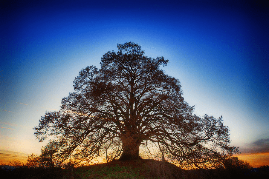 Sunrise Behind a Oak Tree Photograph Print 100% Australian Made