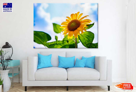 Sunflower with Plant Under Sky Photograph Print 100% Australian Made