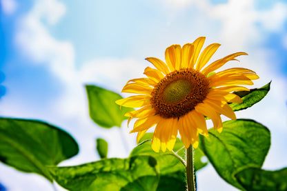 Sunflower with Plant Under Sky Photograph Print 100% Australian Made