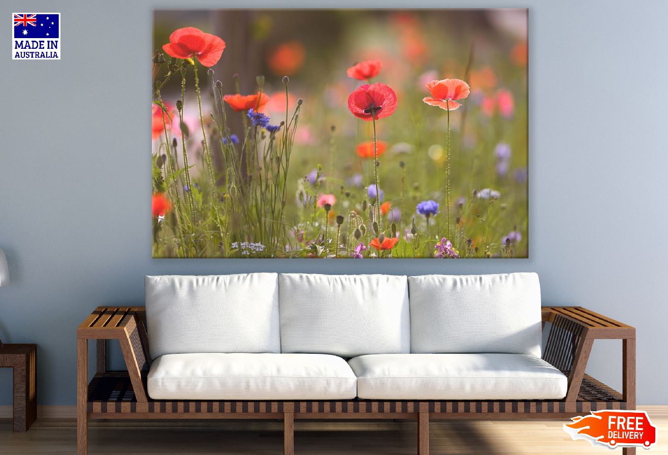 Red Poppy Flowers with Plants Sunset Photograph Print 100% Australian Made