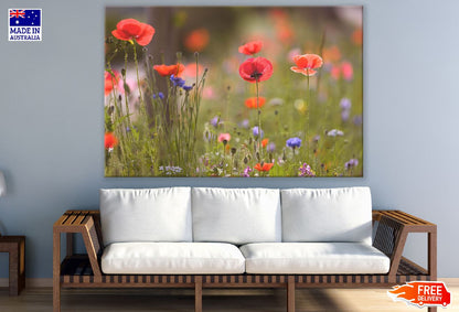 Red Poppy Flowers with Plants Sunset Photograph Print 100% Australian Made