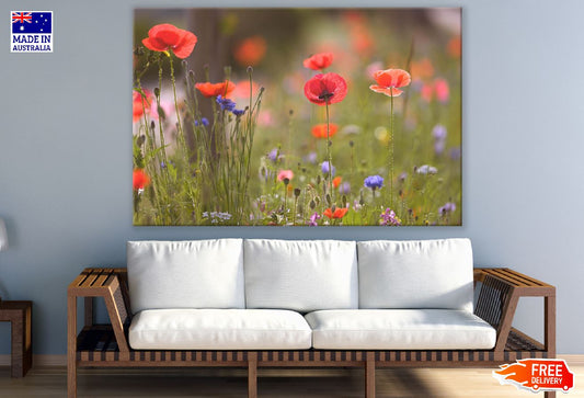 Red Poppy Flowers with Plants Sunset Photograph Print 100% Australian Made