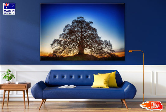 Sunrise Behind a Oak Tree Photograph Print 100% Australian Made