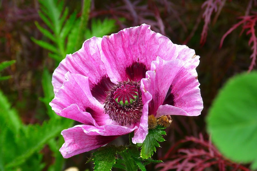 Pink Poppy Flower Closeup Photograph Print 100% Australian Made