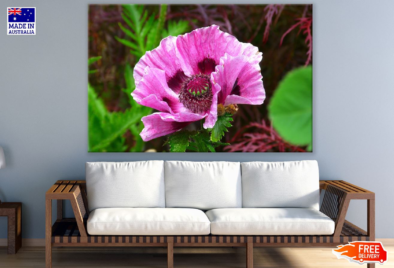 Pink Poppy Flower Closeup Photograph Print 100% Australian Made