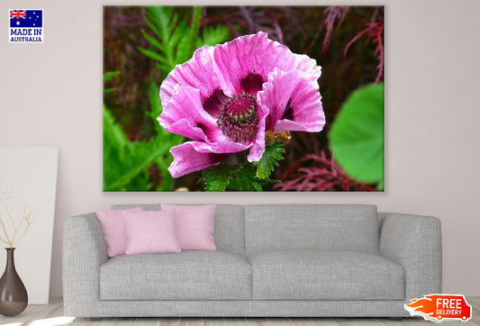 Pink Poppy Flower Closeup Photograph Print 100% Australian Made