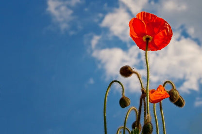 Red Poppy Flower Plants Under Blue Sky Photograph Print 100% Australian Made