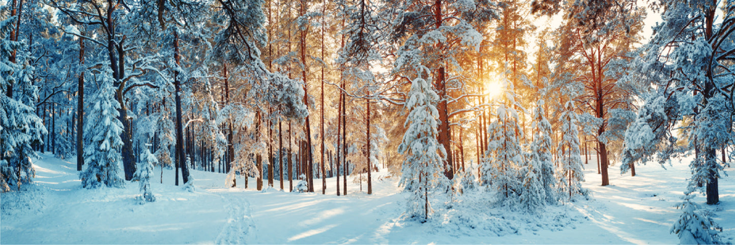 Panoramic Canvas Snow Forest High Quality 100% Australian made wall Canvas Print ready to hang