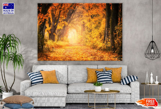 Maple Trees Autumn Scenery Photograph Print 100% Australian Made