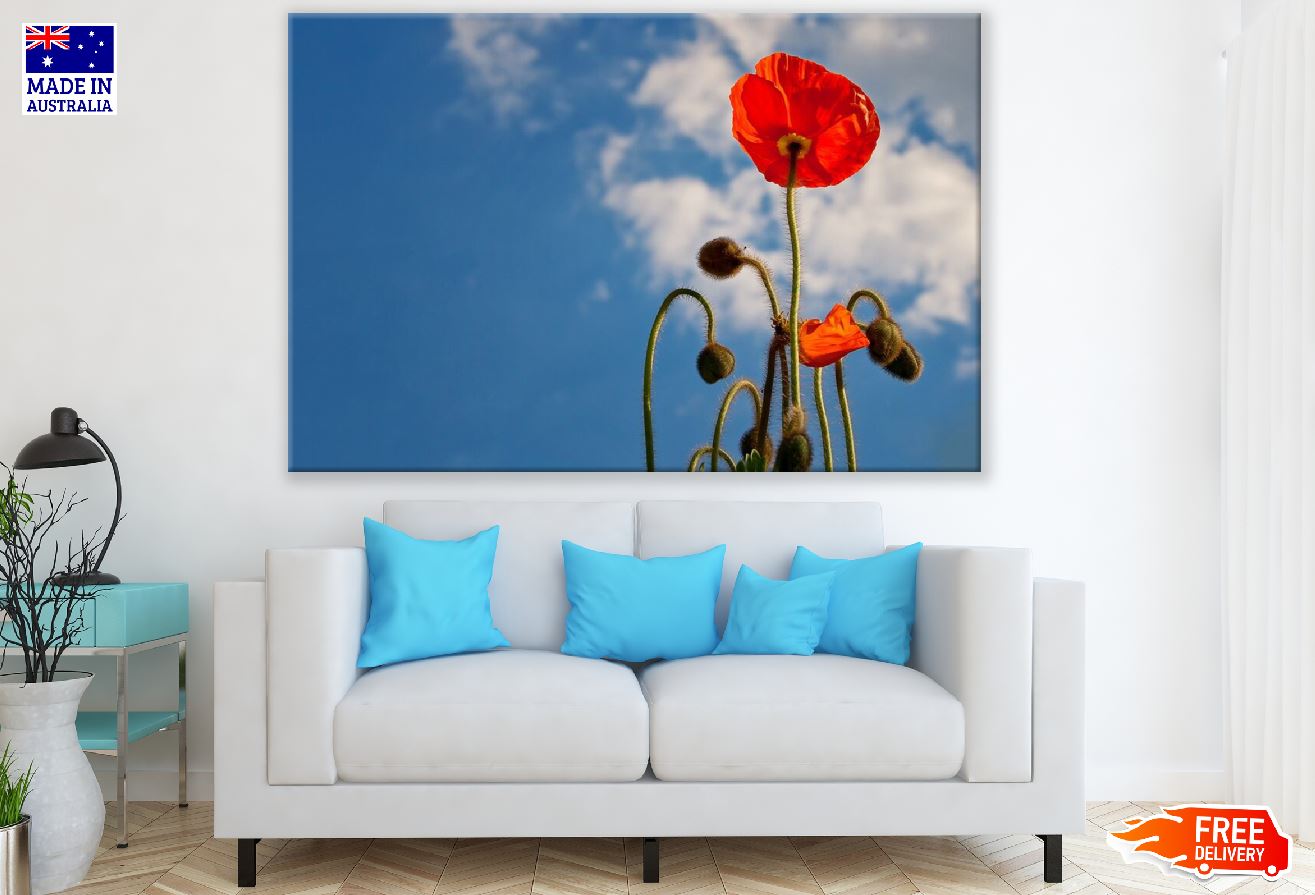 Red Poppy Flower Plants Under Blue Sky Photograph Print 100% Australian Made