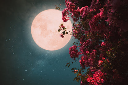Pink Blossom Flowers & Full Moon View Photograph Print 100% Australian Made
