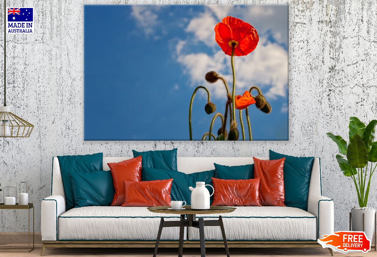 Red Poppy Flower Plants Under Blue Sky Photograph Print 100% Australian Made