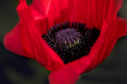 Orange Poppy Flower Closeup Photograph Print 100% Australian Made