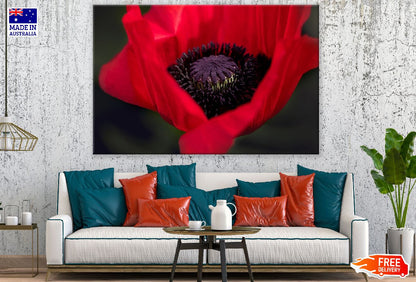 Orange Poppy Flower Closeup Photograph Print 100% Australian Made