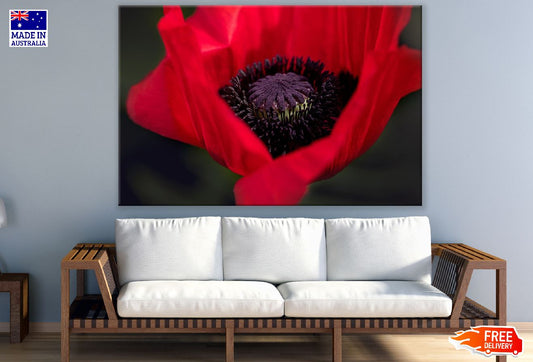 Orange Poppy Flower Closeup Photograph Print 100% Australian Made