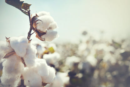 Combed Cotton Flower Photograph Print 100% Australian Made