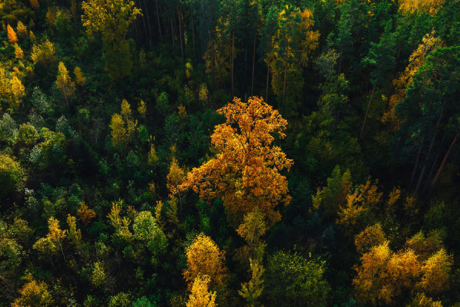 Autumn Trees Forest Aerial View Photograph Print 100% Australian Made