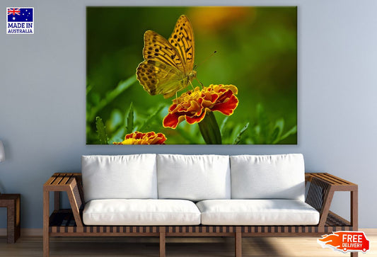 Butterfly on Marigold Flower Closeup Photograph Print 100% Australian Made