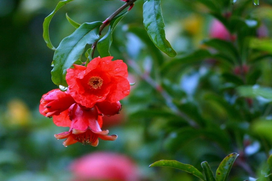 Pomegranate Flower & Tree Closeup Photograph Print 100% Australian Made