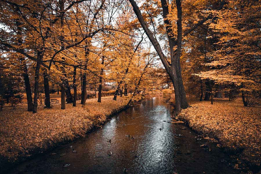 River in Orange Leaves Tree Forest Photograph Print 100% Australian Made