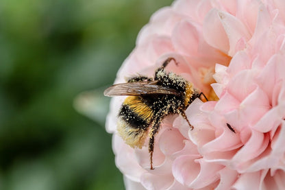 Bee on Pink Dahlia Flower Closeup Photograph Print 100% Australian Made