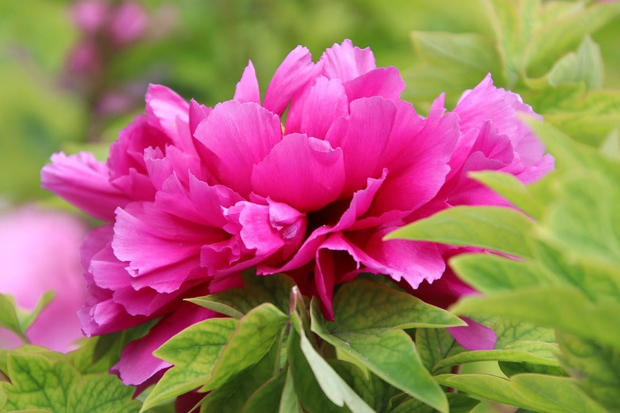 Pink Peony Flower With Leaves Photograph Print 100% Australian Made