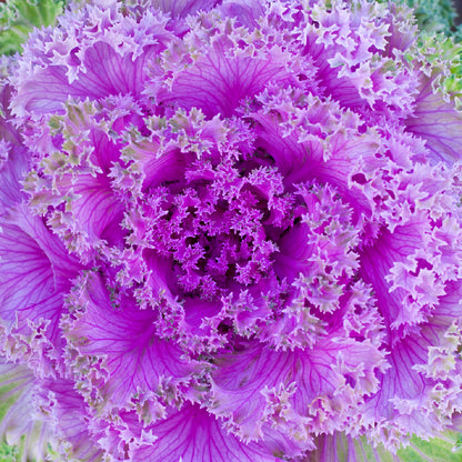 Square Canvas Purple Cabbage Flower Closeup View Photograph High Quality Print 100% Australian Made