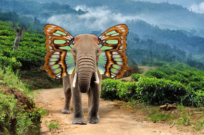 Elephant with Butterfly Wing Ears Home Decor Premium Quality Poster Print Choose Your Sizes