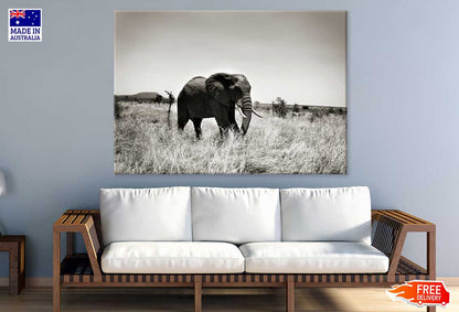 Elephant on Grass Field B&W View Photograph Print 100% Australian Made