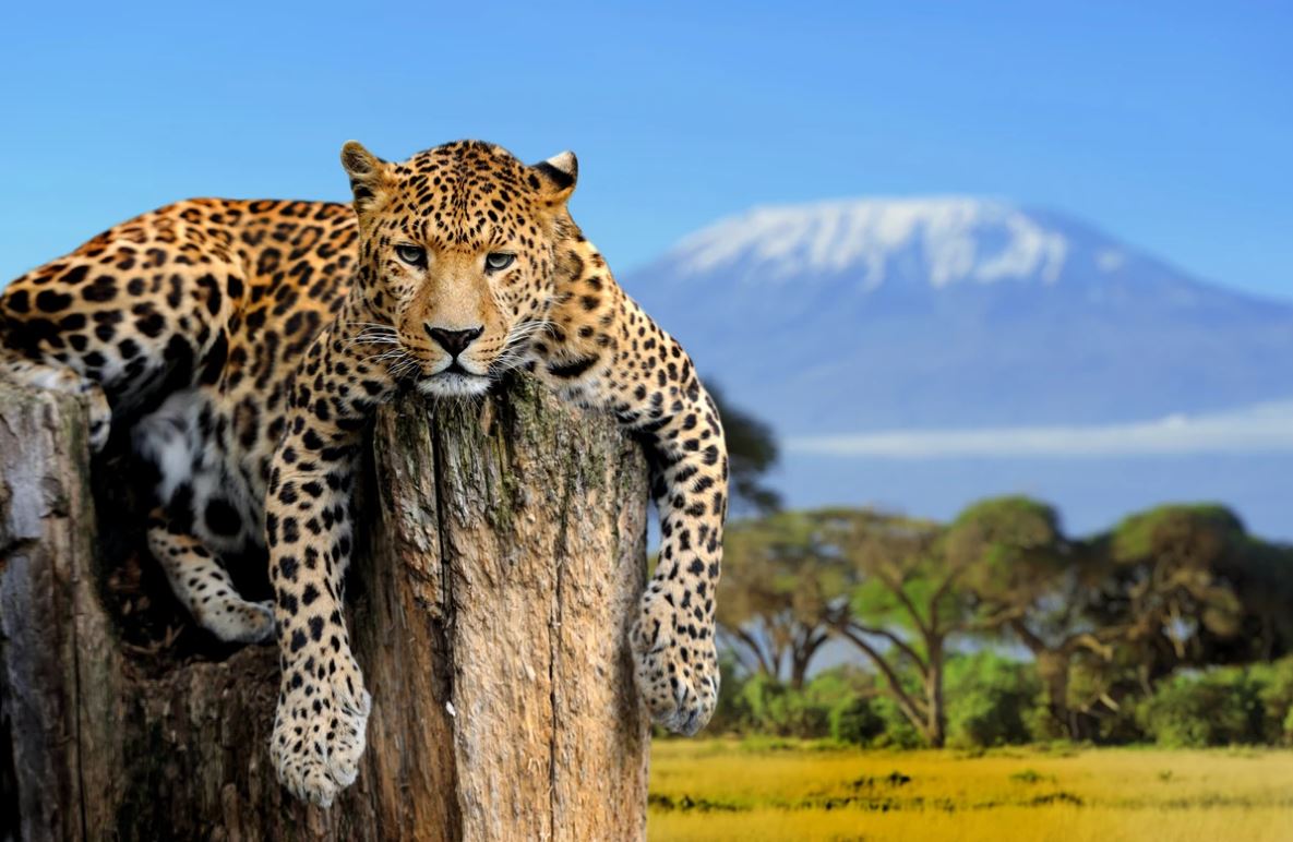 Leopard on a Rock Scenery Photograph Home Decor Premium Quality Poster Print Choose Your Sizes