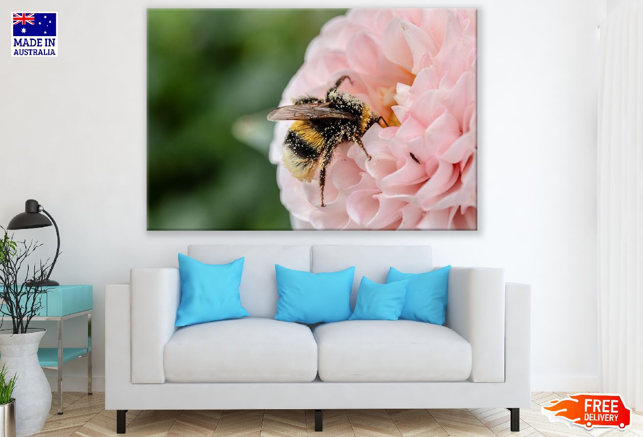 Bee on Pink Dahlia Flower Closeup Photograph Print 100% Australian Made