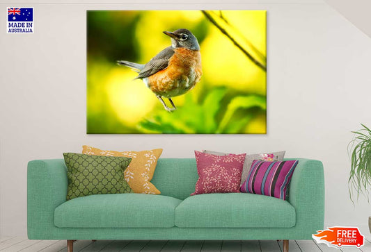 Robin Bird Closeup View Photograph Print 100% Australian Made