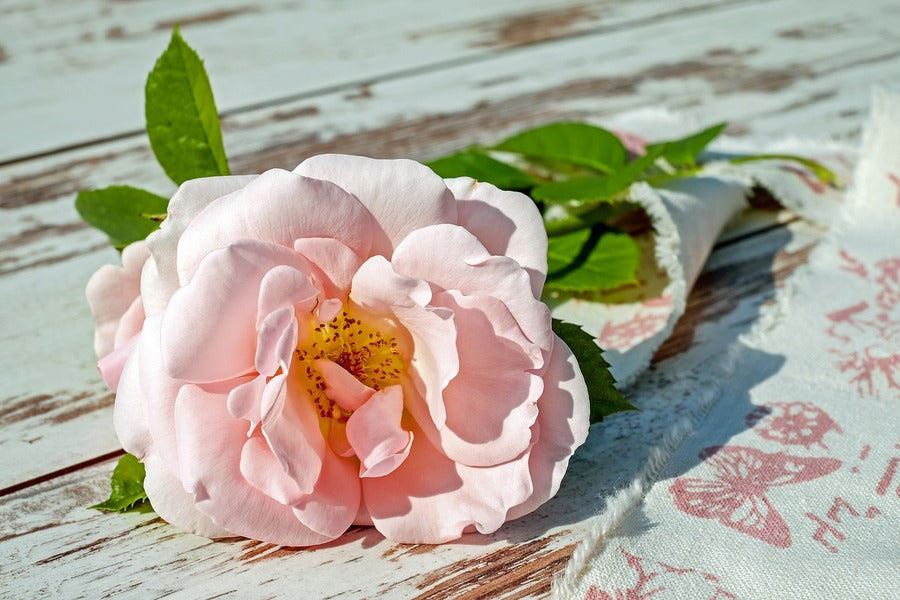 Rose Flower on Table Photograph Print 100% Australian Made