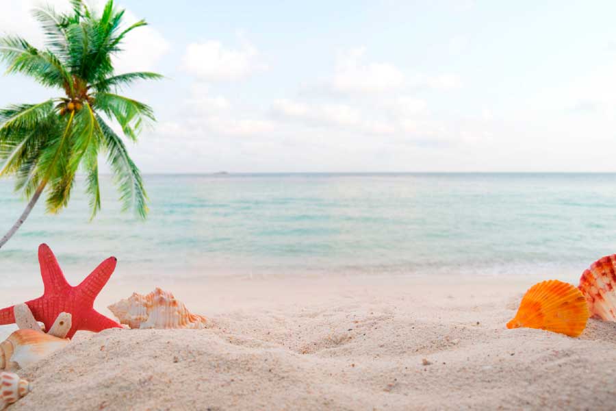 Bella Home Palm Tree Sea Shells Sand Beach Print Canvas Ready to hang